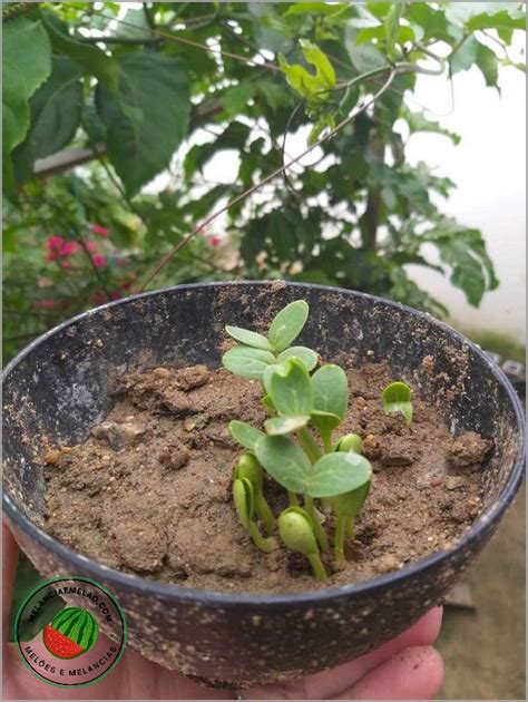 Pé de melancia novinho um guia completo para cultivar e cuidar da sua