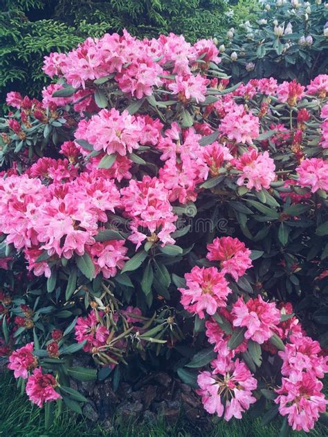 Plantas Del Rododendro En La Floraci N Con Los Arbustos De La Azalea De