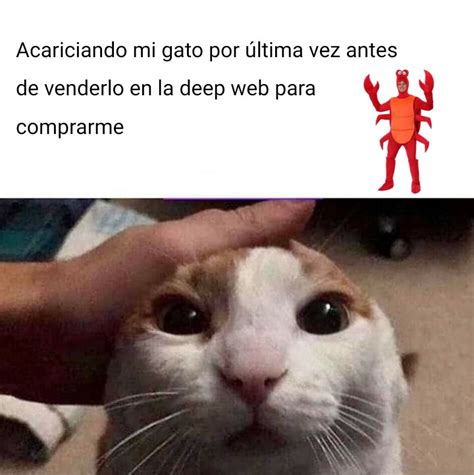 Gato Meme Subido Por Templargod Memedroid