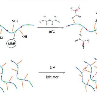 Synthesis Of Gelatine Methacrylate GelMA Hydrogel A The Amine NH