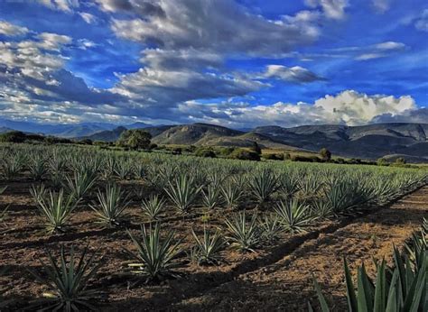 Mezcal Oro De Oaxaca Con Sabor A Mujer Monchitime