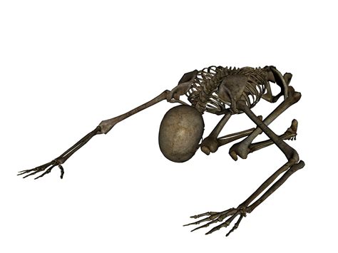 Skeleton Png Transparent Image Download Size 2400x1800px