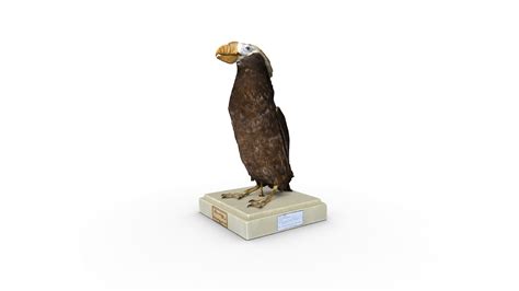 Fratercula cirrhata - 3D model by relative.berlin [96b506a] - Sketchfab