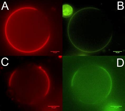 Fluorescence Microscopy In Giant Unilamellar Vesicles Guvs Treated