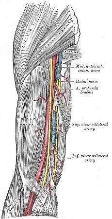 Brachial Vein | Location, Anatomy & Functions | Study.com