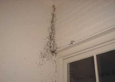 Subterranean Termites - Warning Signs - Termite Services