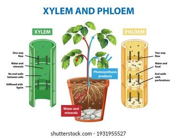 3,084 Phloem Xylem Images, Stock Photos & Vectors | Shutterstock