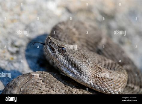 New Mexico Ridge Nosed Rattlesnake Crotalus Willard Obscurus Sonora