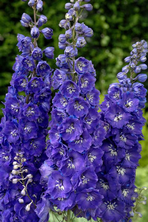 Candle Larkspur Delphinium Centurion Royal Purple Delphinium Elatum