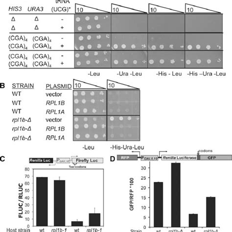 Mutation In Rpl1b Suppresses Cga Mediated Inhibition Of Downstream Gene