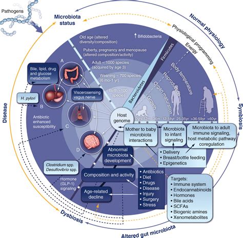 Host Gut Microbiota Metabolic Interactions Science