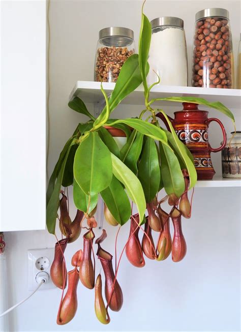 Pitcher Plant Care The Complete Guide Artofit