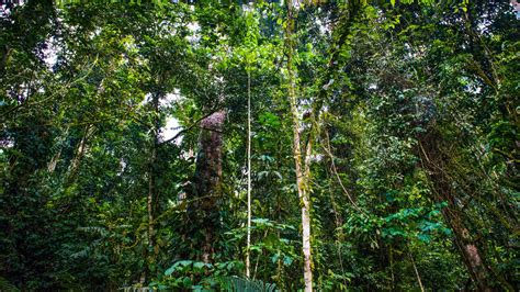 Svenska Postkodlotteriets Stiftelse Keep Forests Standing For