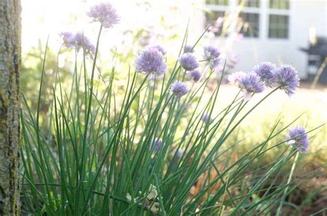 How To Dry Chives Freezing Sun Drying And Storing