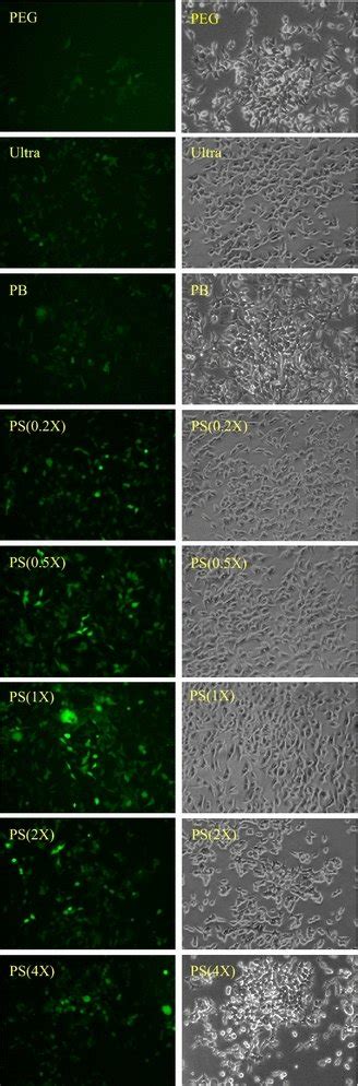 Evaluating Lentivirus Transduction Efficiency To Hek T Cells By Egfp