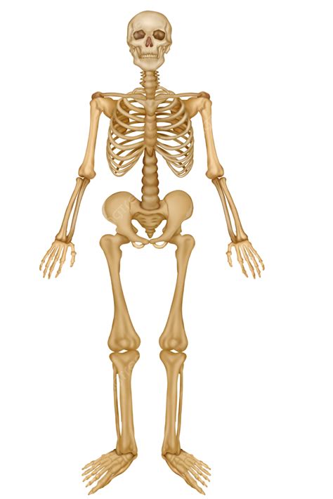 Human Skeleton Png