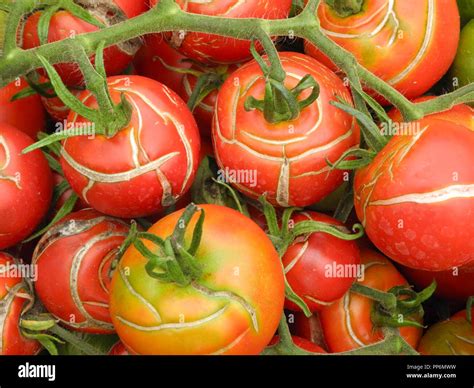 Tomatoes Fruit Splitting And Cracking Although Easy To Grow Tomato Fruits Can Suffer From