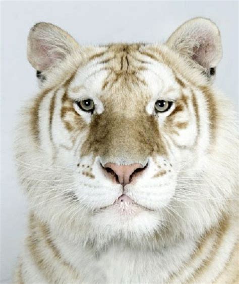 158 best orange tiger images on Pinterest | Big cats, Wild animals and Bengal tiger