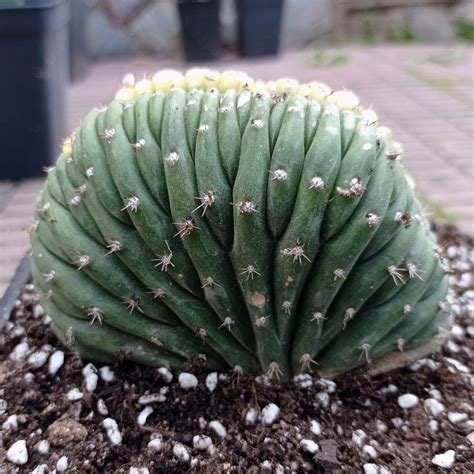 Trichocereus Pachanoi F Cristata Variegata Live Plant Freaky