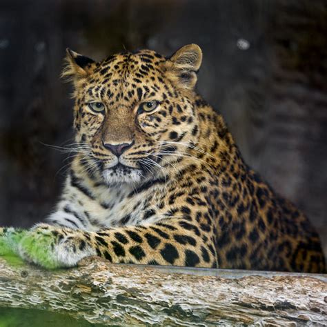 Posing Amur Leopard Flickr Photo Sharing