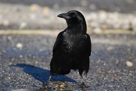 Crows Are Even Smarter Than We Thought Pet Birds By Lafeber Co