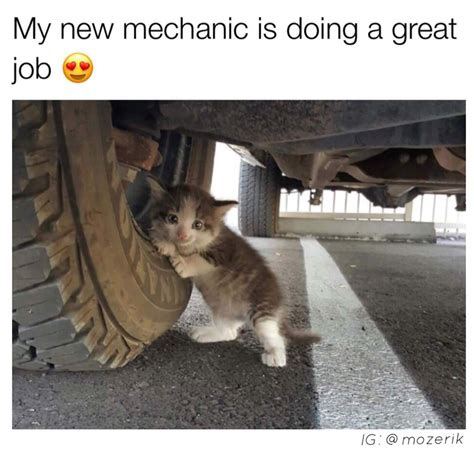 Good Job Cat Meme