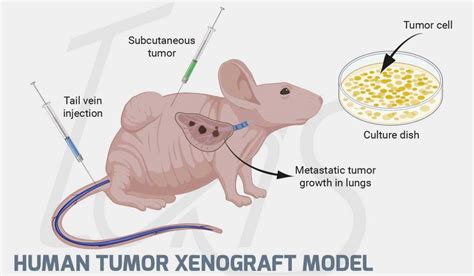 Human Tumor Xenograft Model