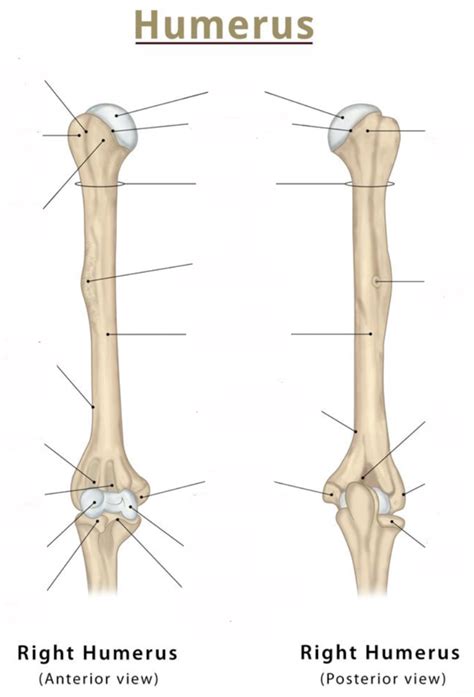 Diagram Of Humerus Bony Landmarks Quizlet