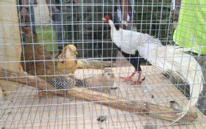 Again Seme Customs Intercepts Wild Birds Worth N M Maritime