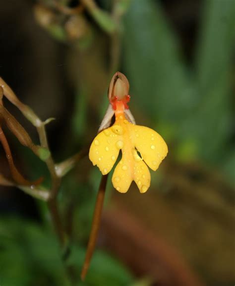 Habenaria Xanthocheila Ridl