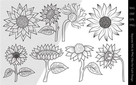 Sunflower Outline Bundle Drawings Illustration