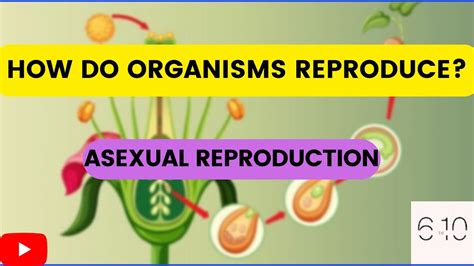 How Do Organisms Reproduce Asexual Reproduction One Shot Class10