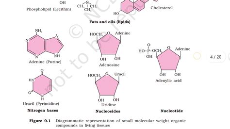 Class 11 Biology Chapter 9 Biomolecules Youtube