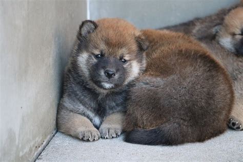 らん On Twitter Rt Shikokusuehiroa 令和5年5月5日生まれ 新しい飼い主さん募集中です😊