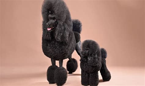 Are Standard Poodles Outside Dogs