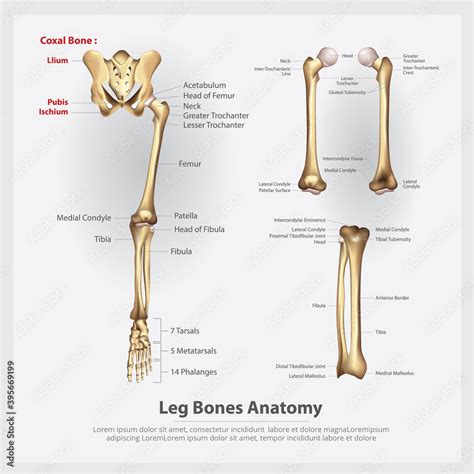 Leg Bone Diagram