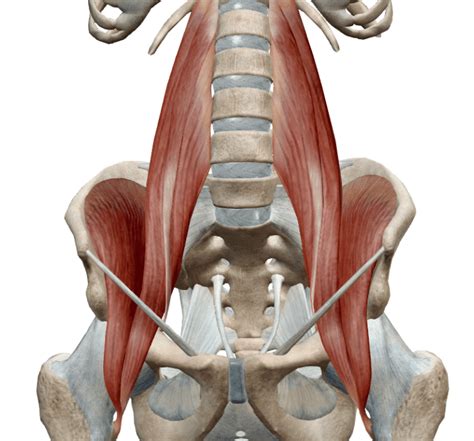 The Iliopsoas Myth Chintamani Yoga