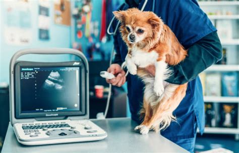 Exame de Raio X para Cachorro HOSPVET Clínica Veterinária em Londrina