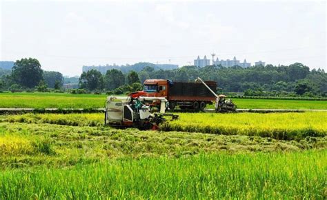 一碗米饭凝聚的现代农业智慧！“丝苗米之乡”增城获央视点赞种植