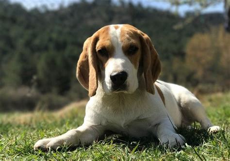 √ 8 Different Types of Beagles You Should to Know | Dog breeds, Beagle ...