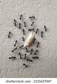 Black Ants Their House Stock Photo 2155637047 | Shutterstock