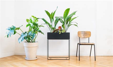 5 Easy House Plants to Get Your Home Jungle Started