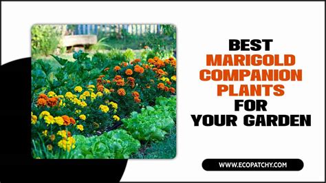 Marigold Companion Plants Ideal Companion Plants