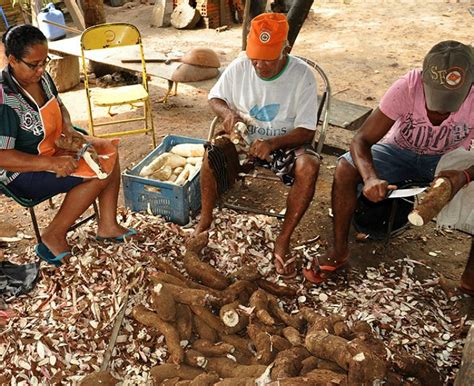 Agricultura Familiar Produz 50 Mil Toneladas De Mandioca Ao Ano No