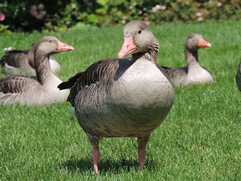 Gans Tiere Wildpark Schloss Tambach