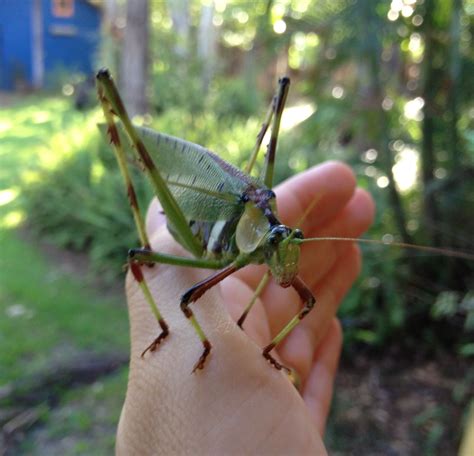 Albums 103 Pictures What Are The Big Black Grasshoppers Called Excellent