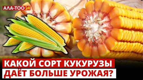 Какой сорт кукурузы даёт больше урожая? - YouTube