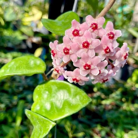 Hoya Carnosa Krinkle 8 Ppplant