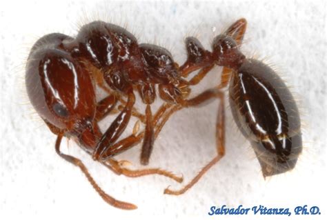 Hymenoptera Formicidae Solenopsis Xyloni Southern Fire Ant R Urban Programs El Paso County