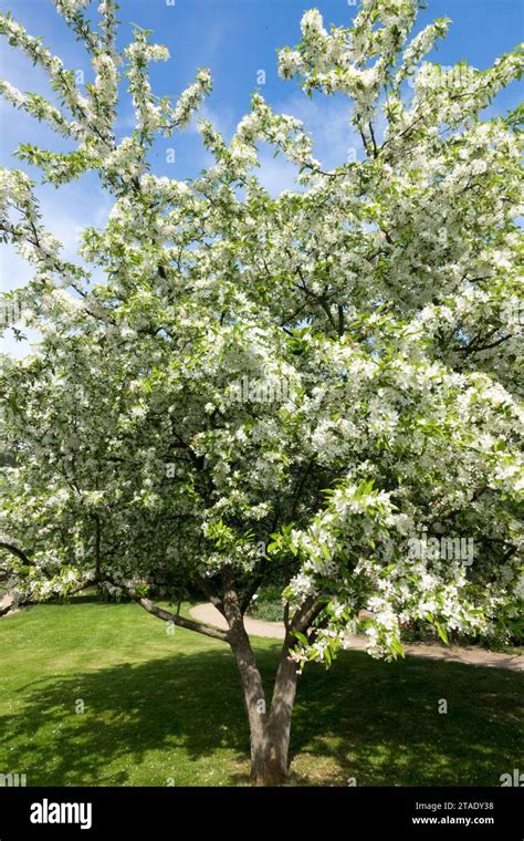 Siberian Crabapple Tree Malus Baccata Chinese Crab Spring Blossoms